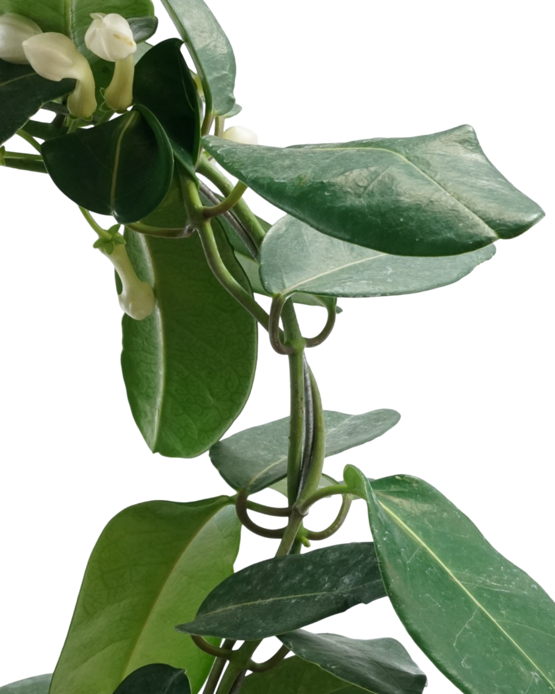 Stephanotis floribunda - House Plants