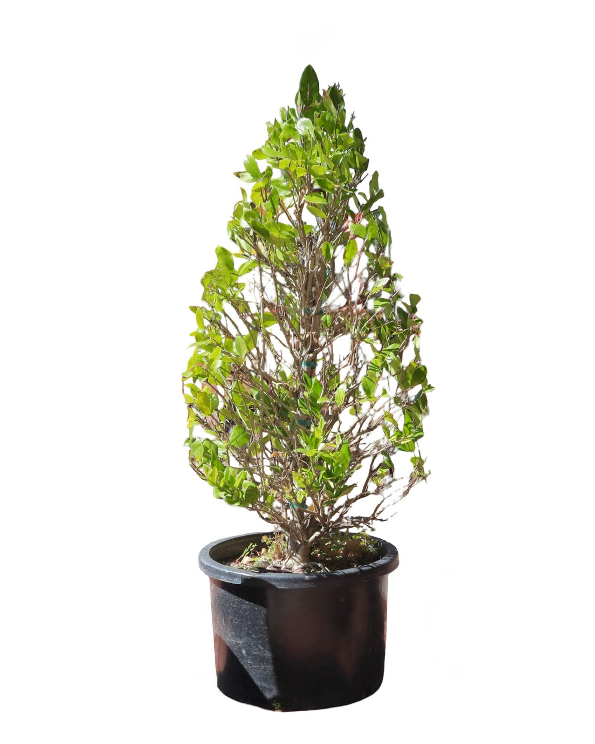 Ligustrum japonicum 'Texanum' Pyramid - Shrubs