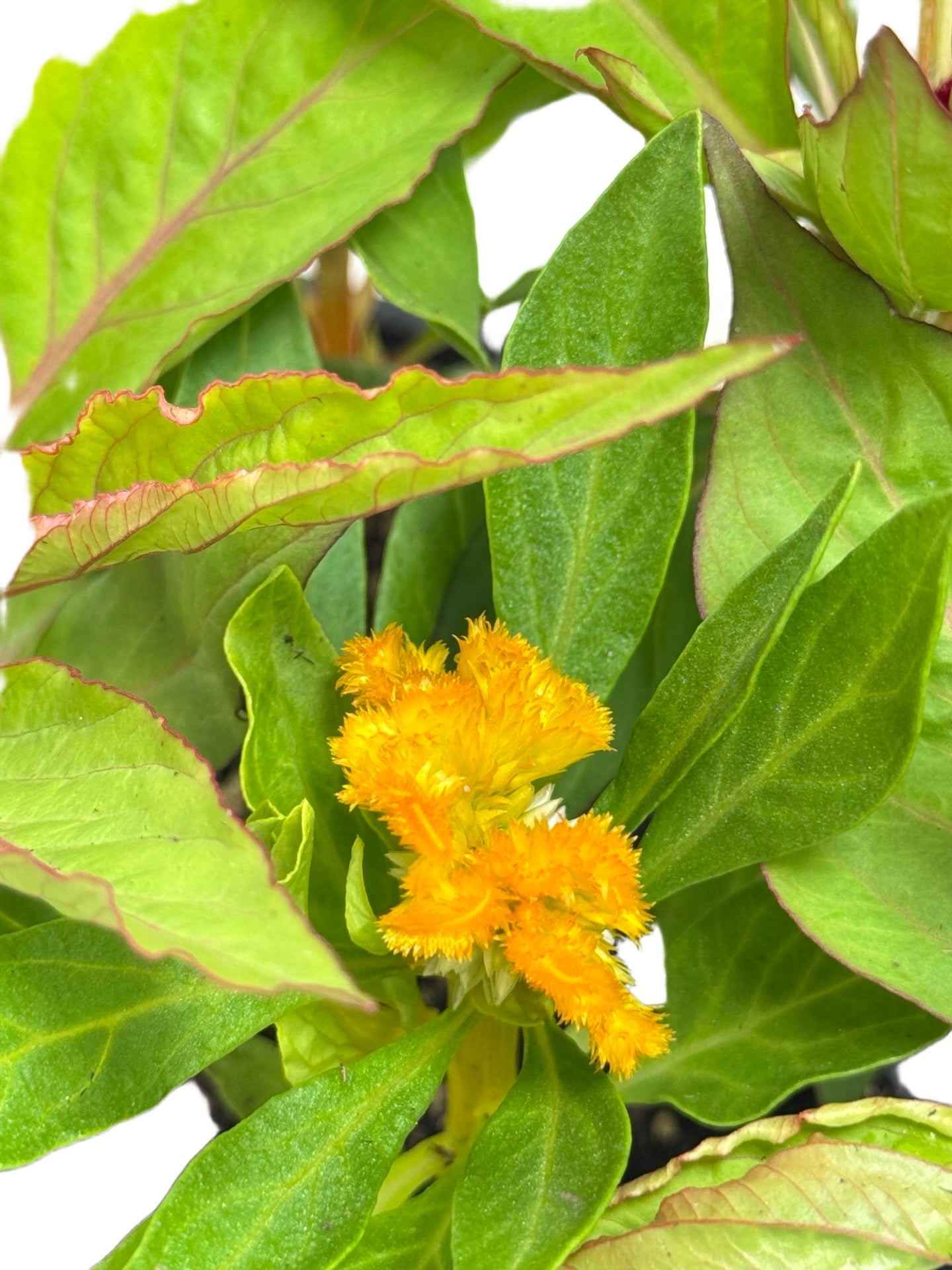 Celosia 'Jewel Box' Crested - Annuals