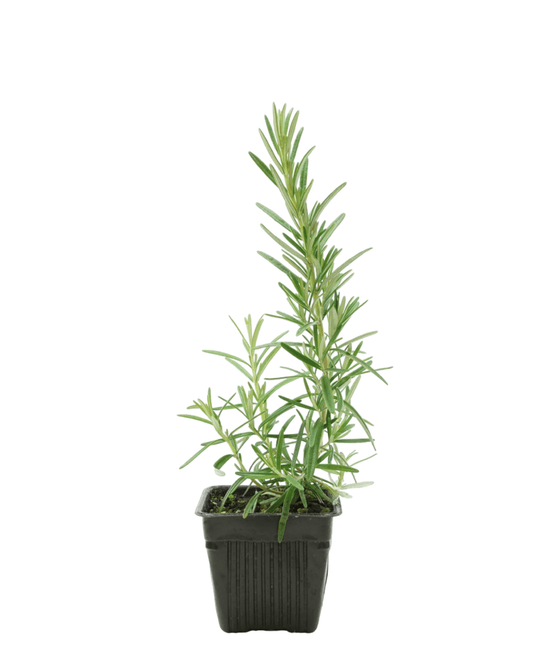 Rosmarinus officinalis 'Gorizia' - The Garden Corner