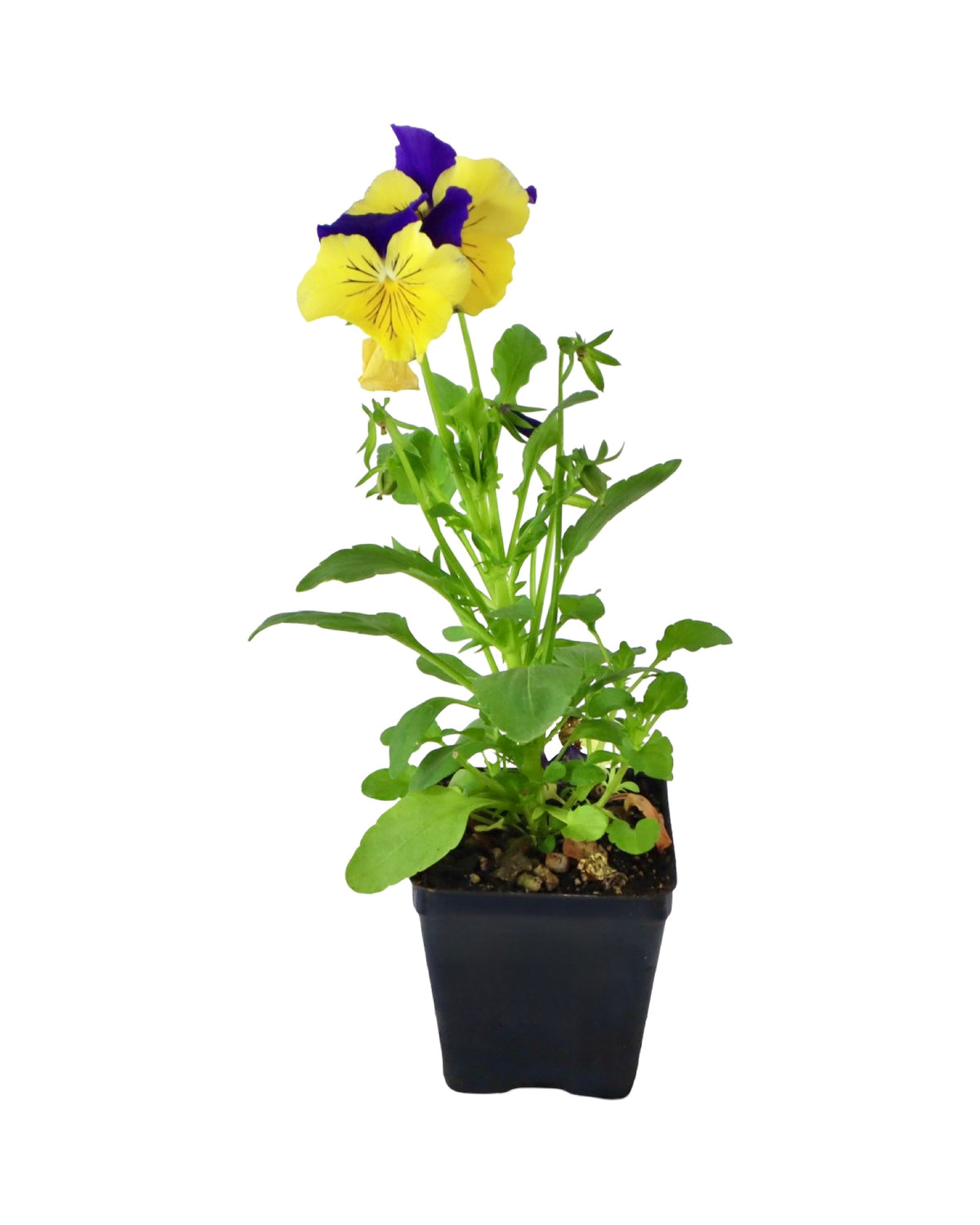 Pansy - Seasonal Plant