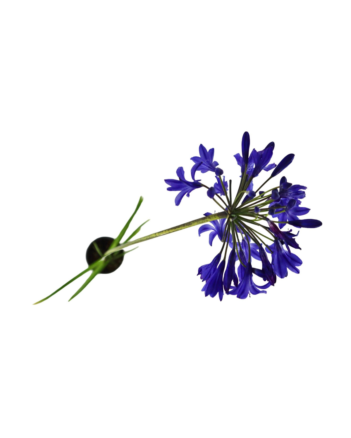 Agapanthus 'Northern Star' - Perennials