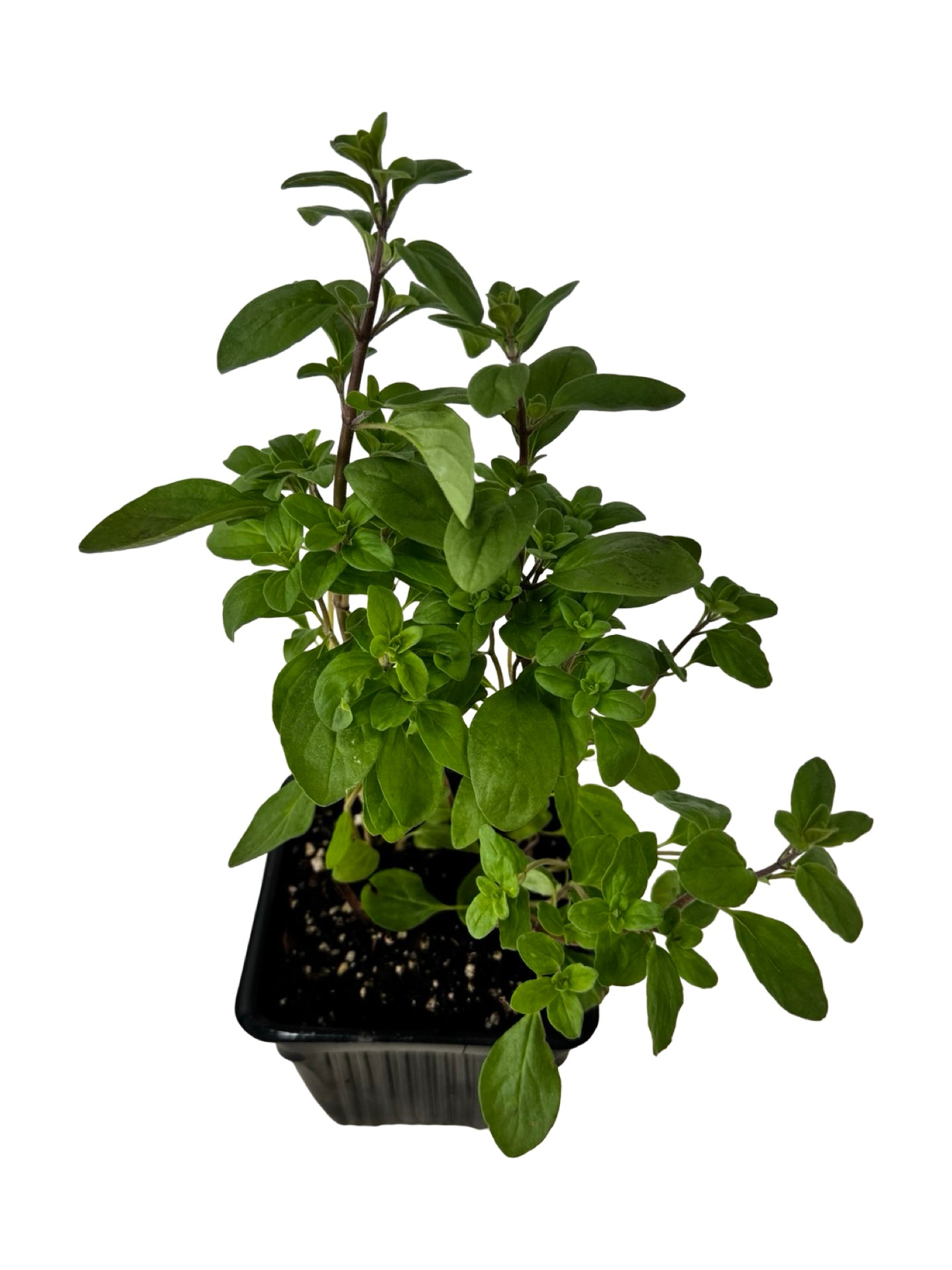 Marjoram 'Sweet' - Herbs and Vegetables