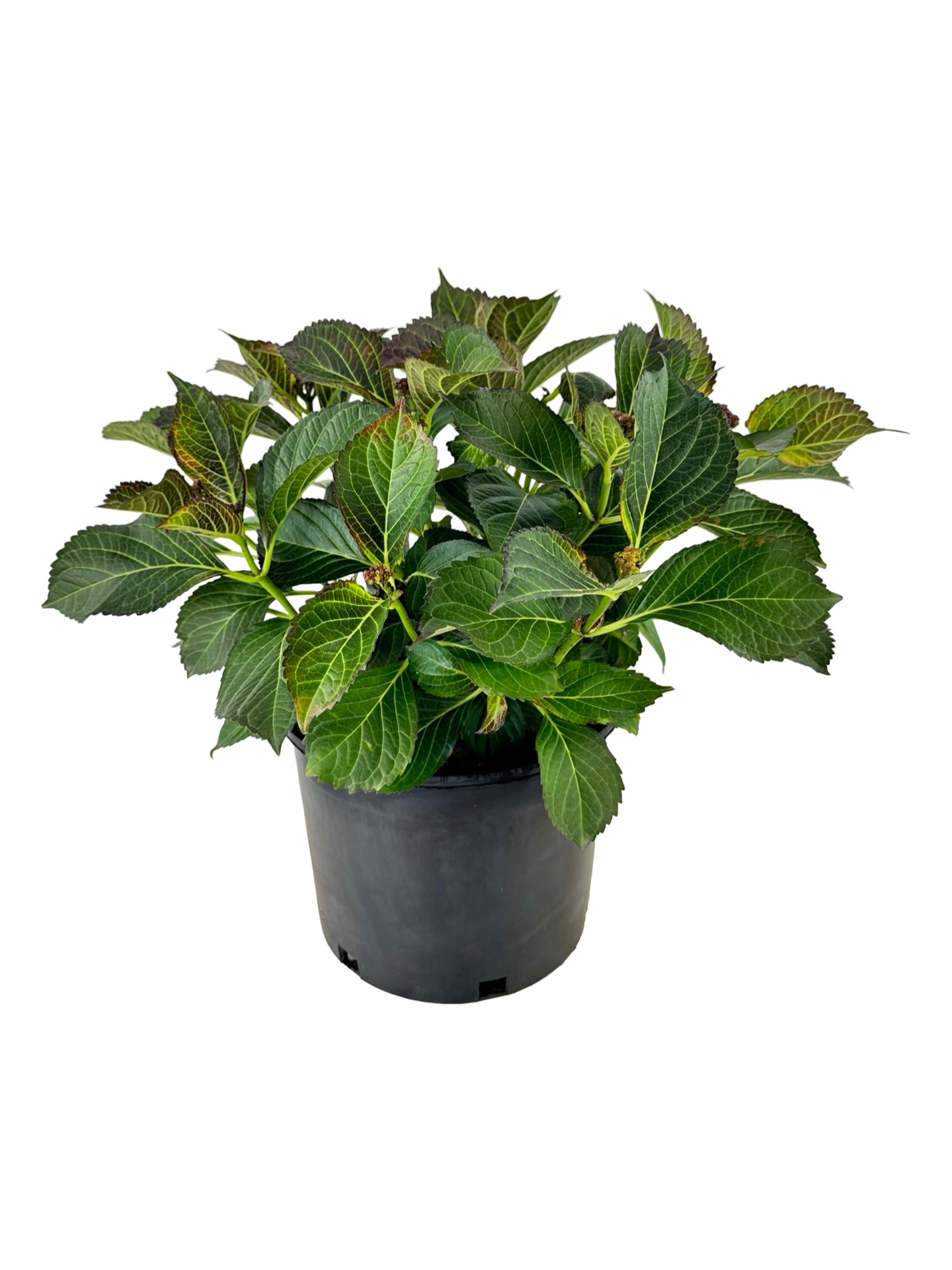 Hydrangea macrophylla Tuxedo® 'Black Tie' - Perennials