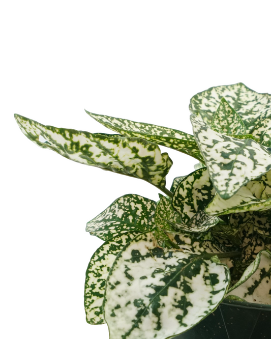 Hypoestes phyllostachya 'White' - House Plants