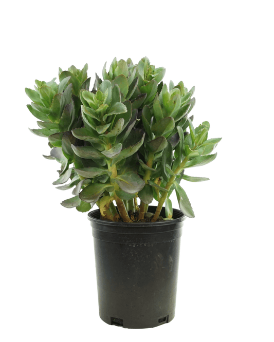 Sedum 'Conga Line' - The Garden Corner