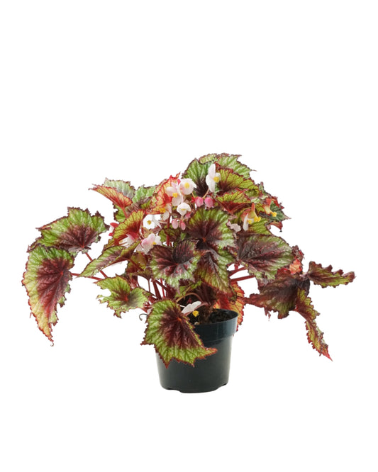 Begonia 'T-Rex Painter's Palette'