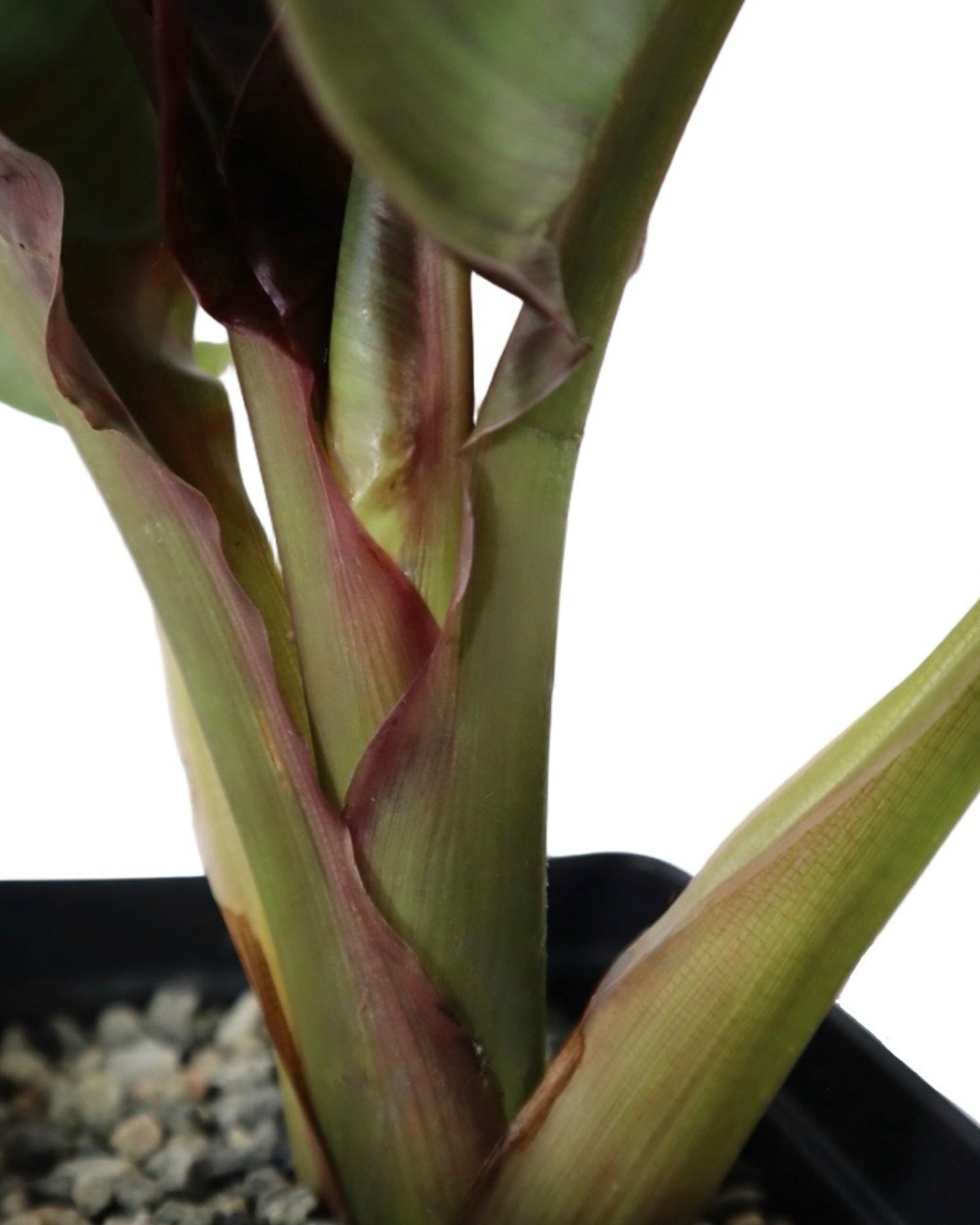 Canna 'Orange Chocolate' - Perennials