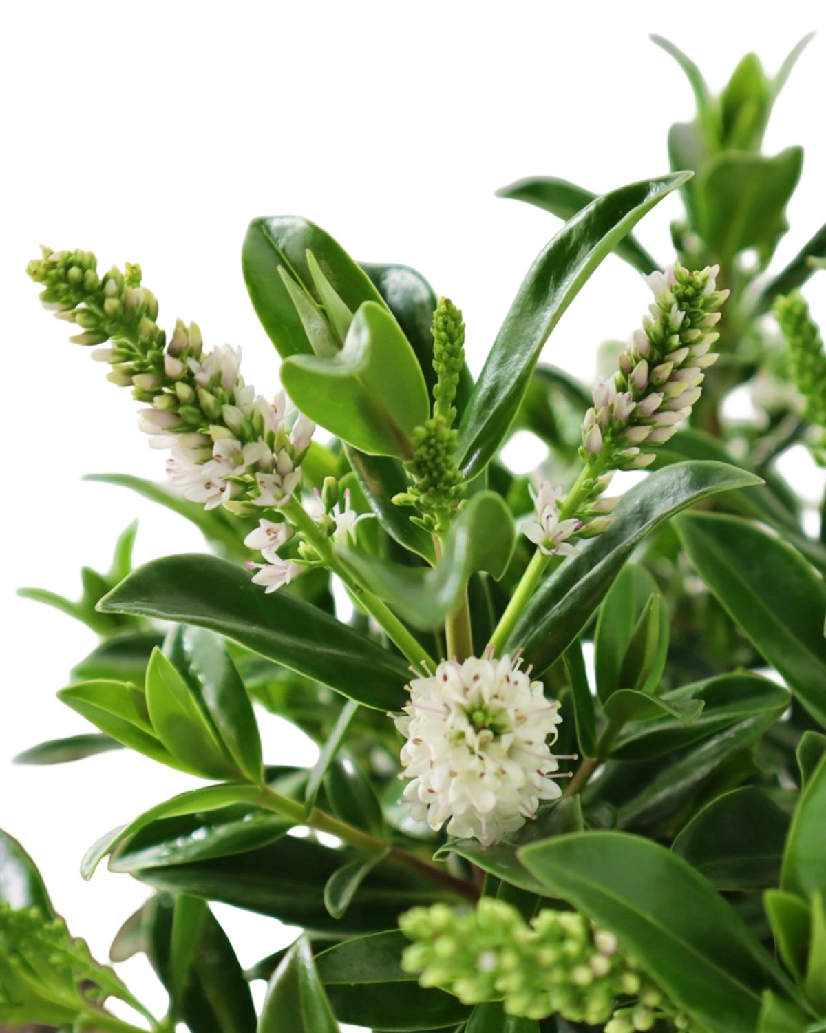 Hebe Petita® 'White' - Shrubs