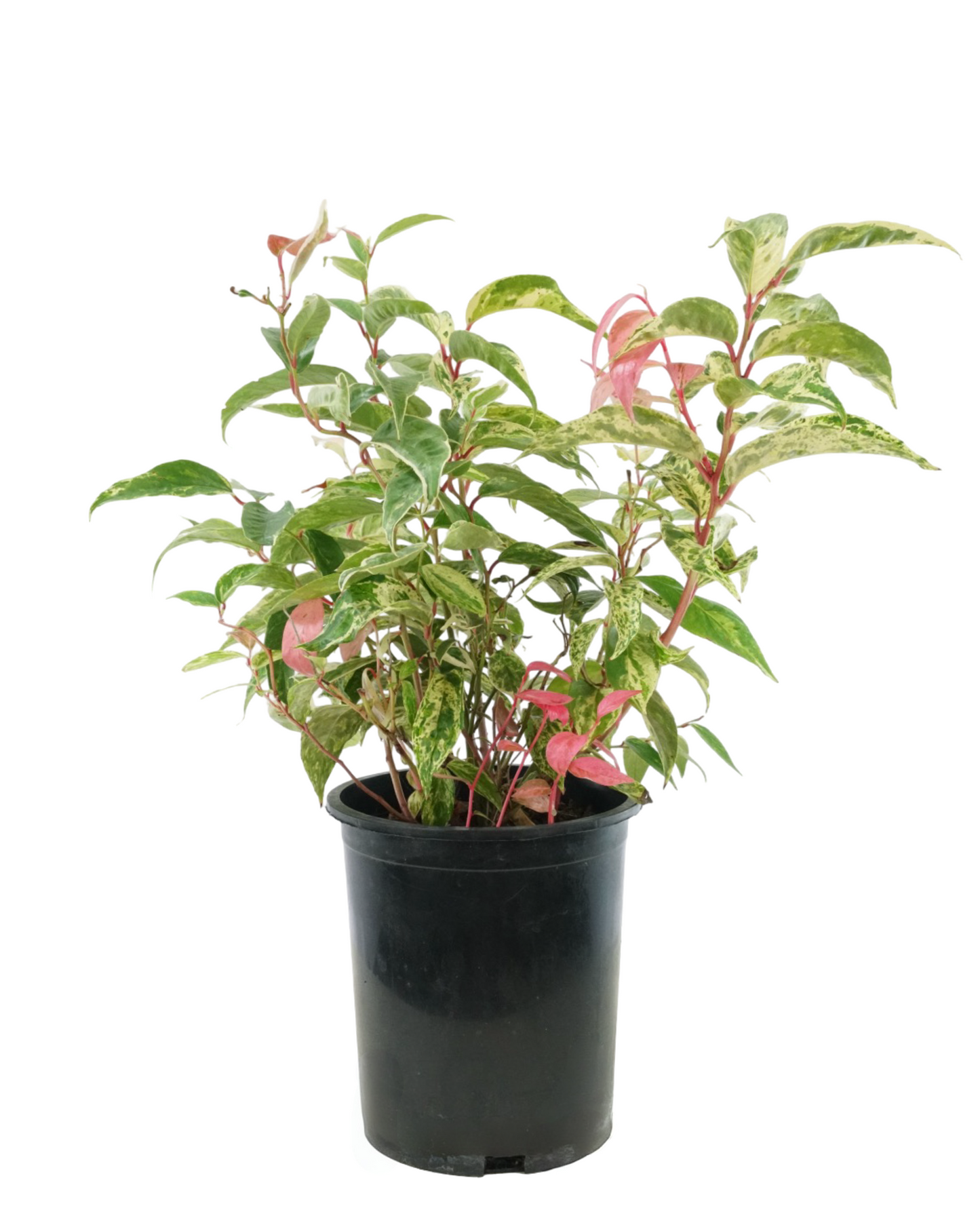 Leucothoe fontanesiana 'Rainbow'