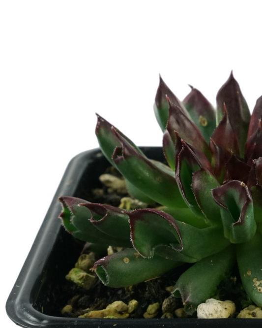 Sempervivum ‘Oddity’