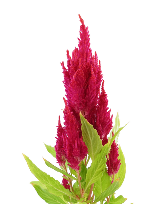 Celosia 'Fresh Look Red'