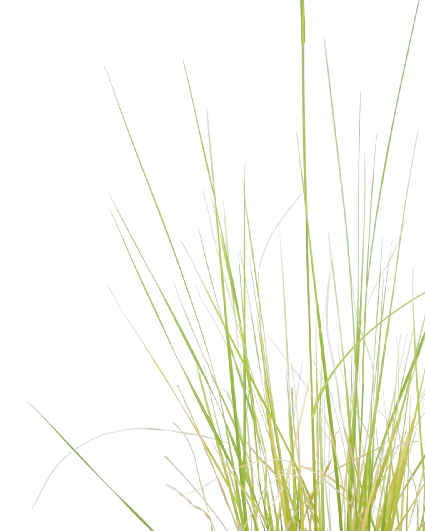 Bouteloua gracilis 'Blonde Ambition'