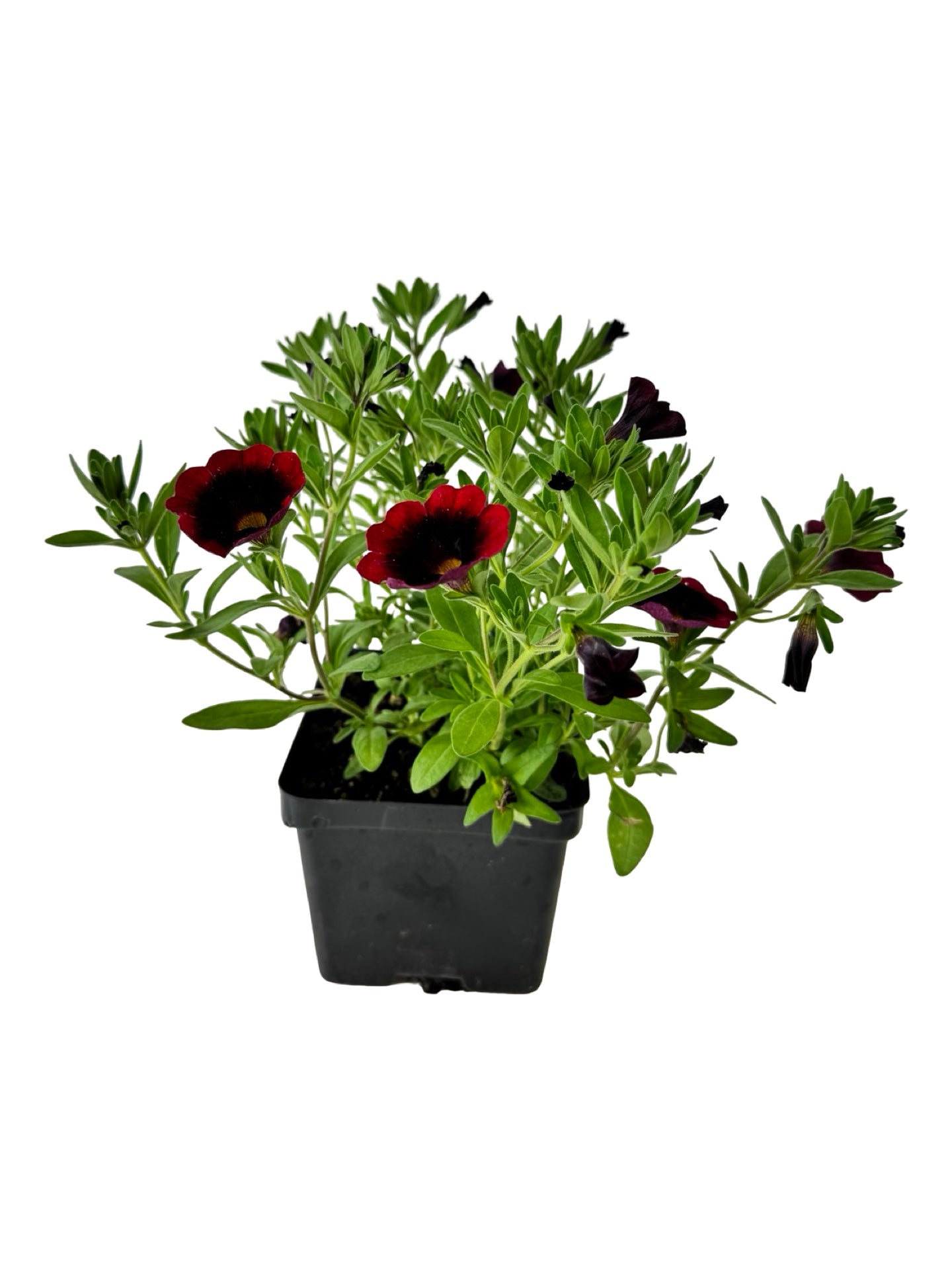 Calibrachoa Cha-Cha™ 'Red Kiss' - Annuals