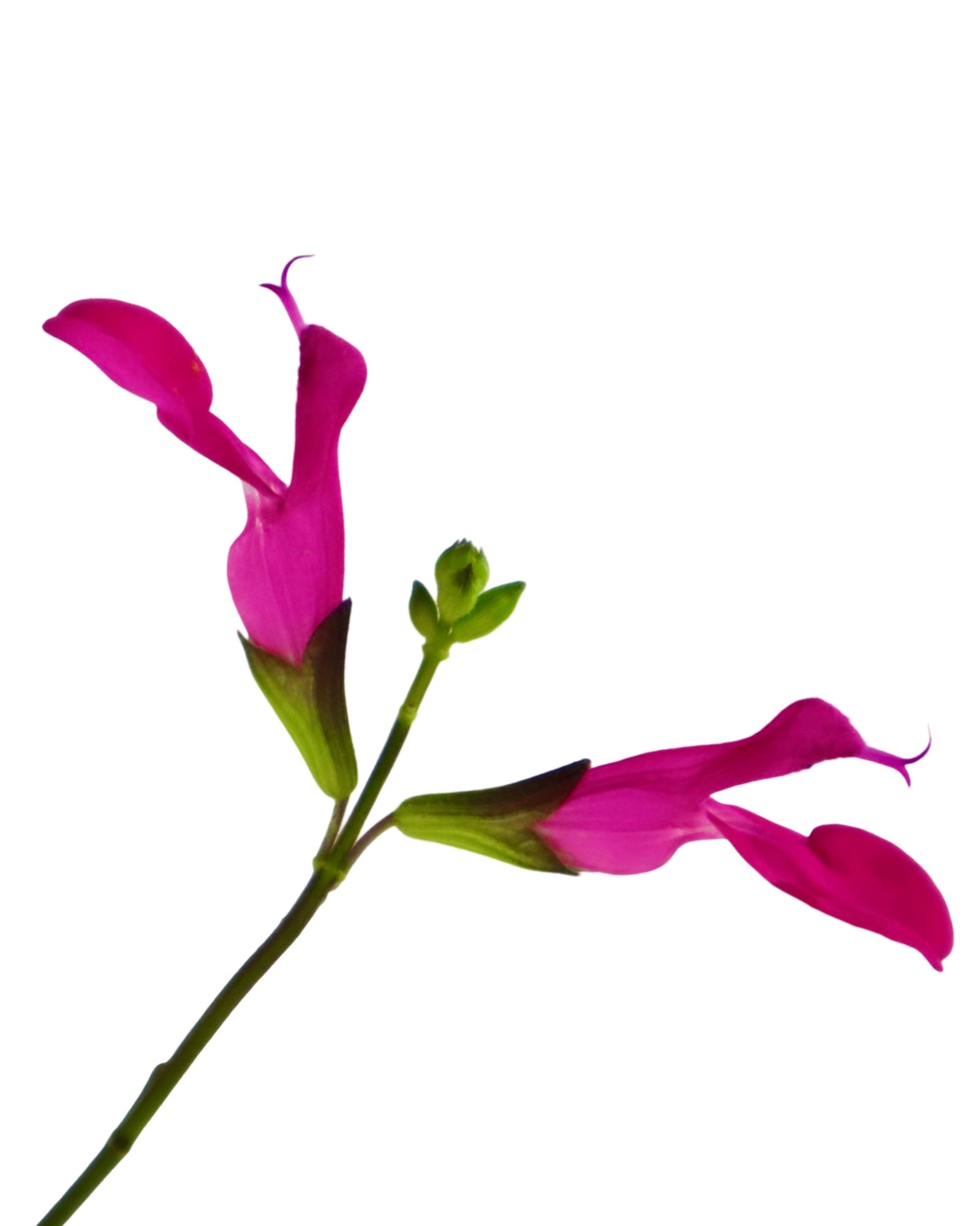 Salvia 'Dayglow' - Perennials