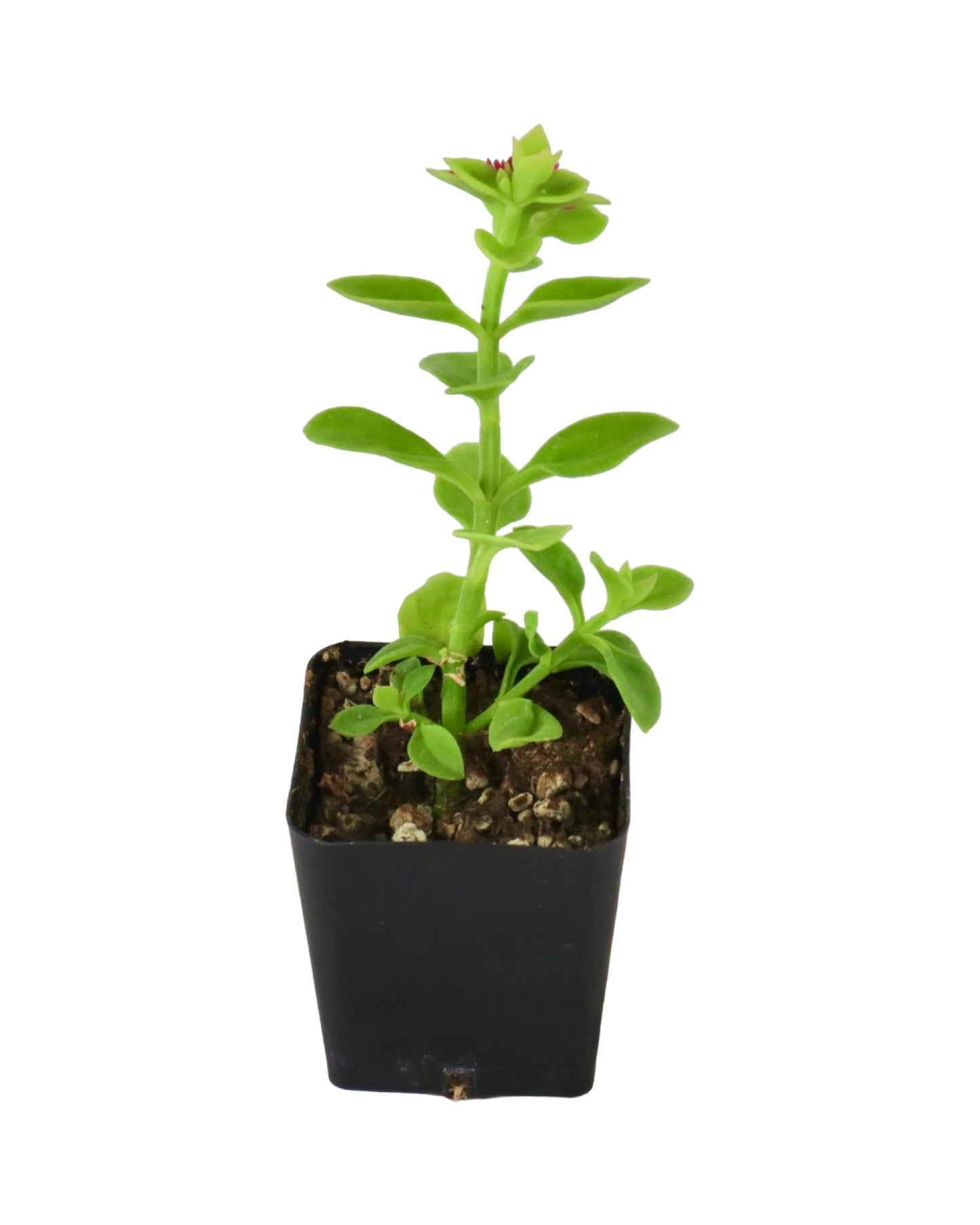 Mesembryanthemum cordifolium - House Plants