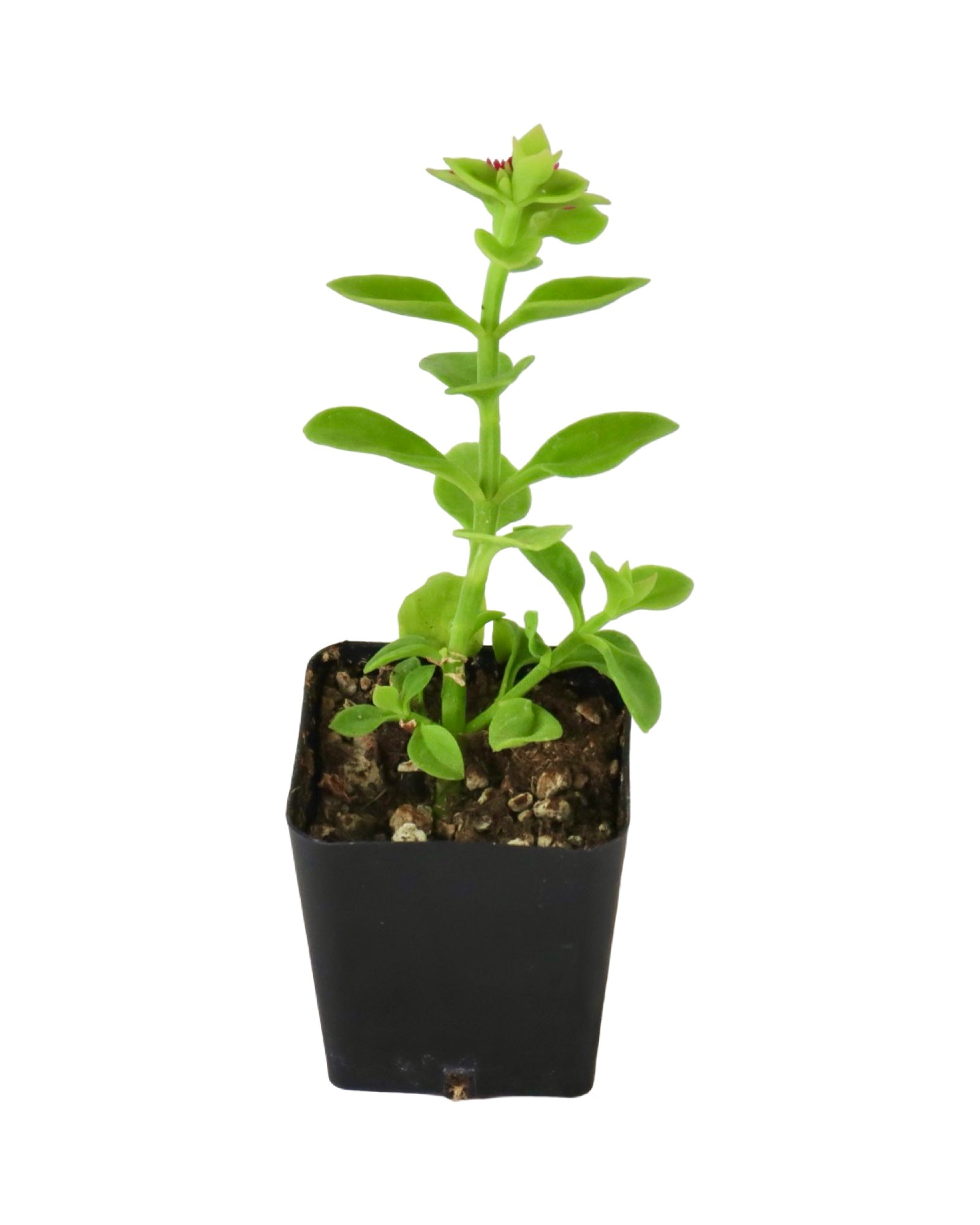 Mesembryanthemum cordifolium - House Plants
