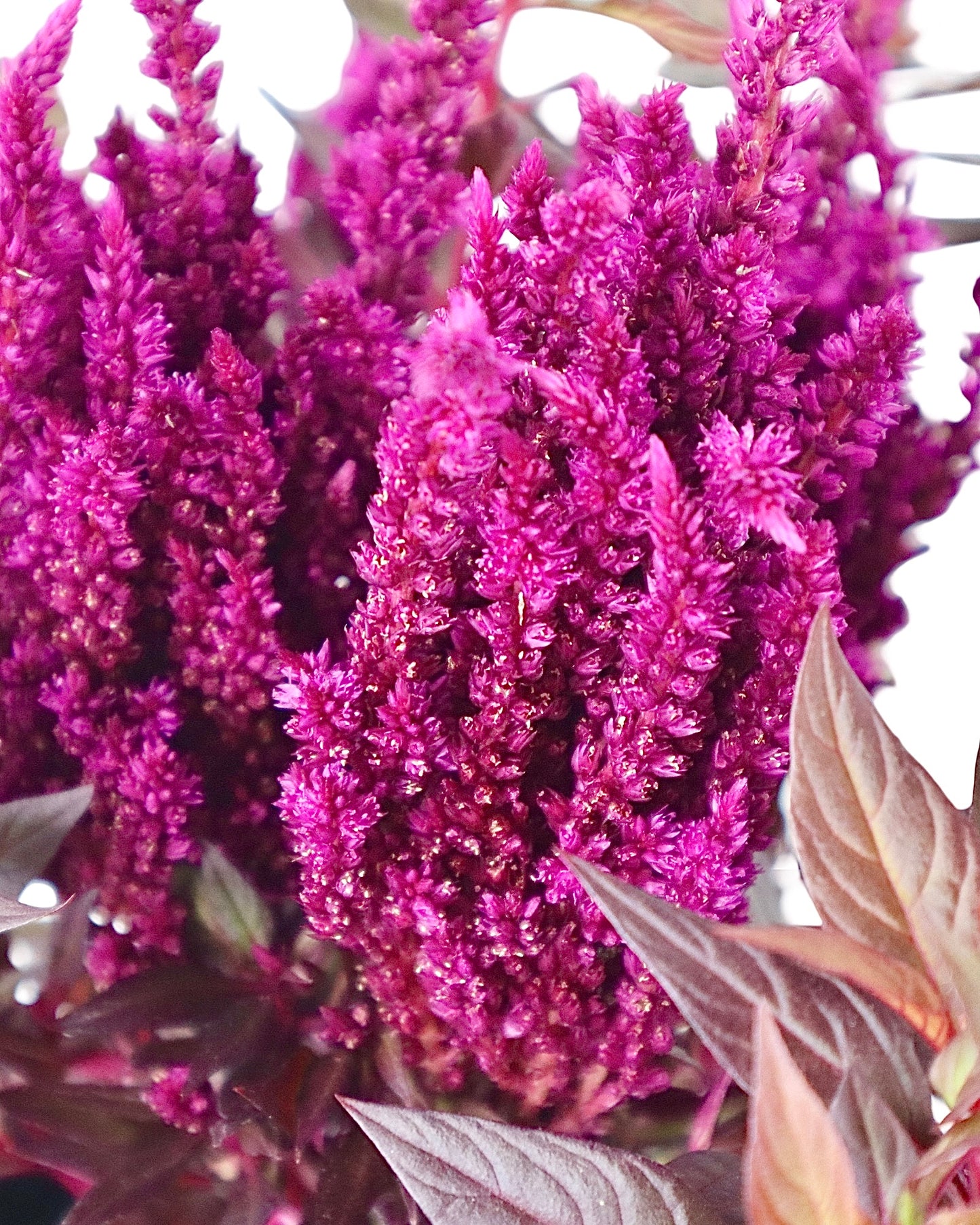 Celosia Kelos® Fire 'Purple' - Annuals
