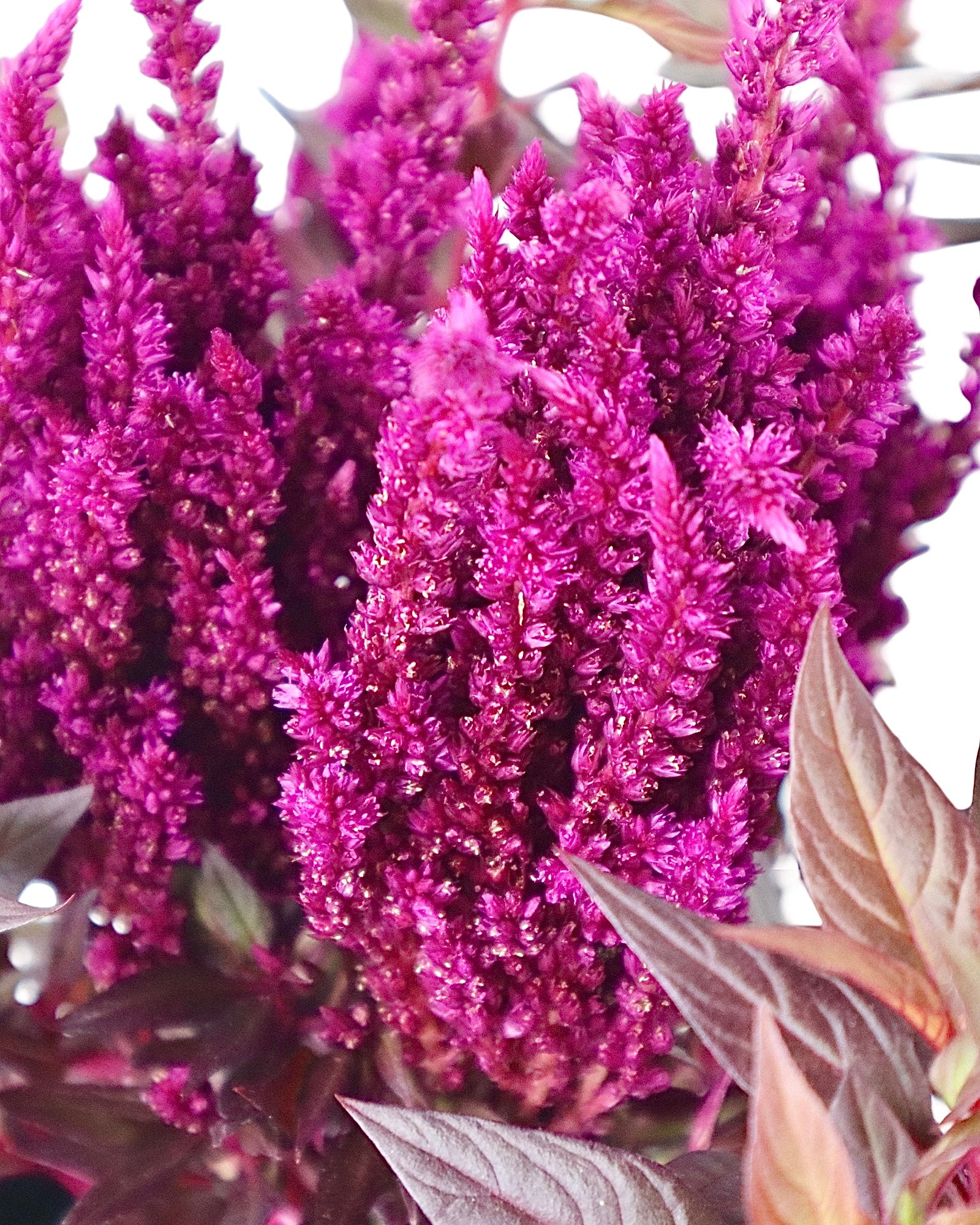 Celosia Kelos® Fire 'Purple' - Annuals