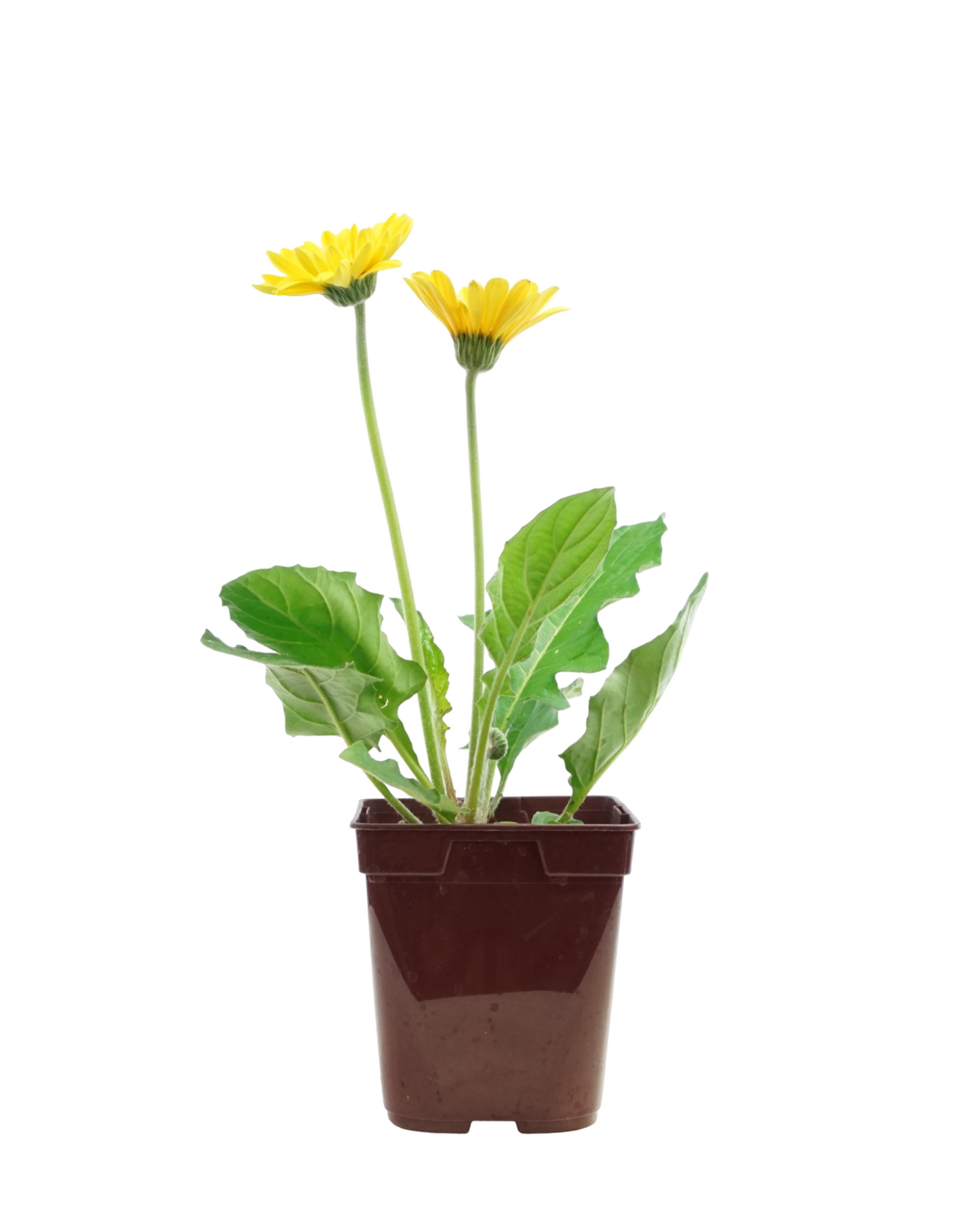 Gerbera garvinea 'Sweet Vibe' - Perennials