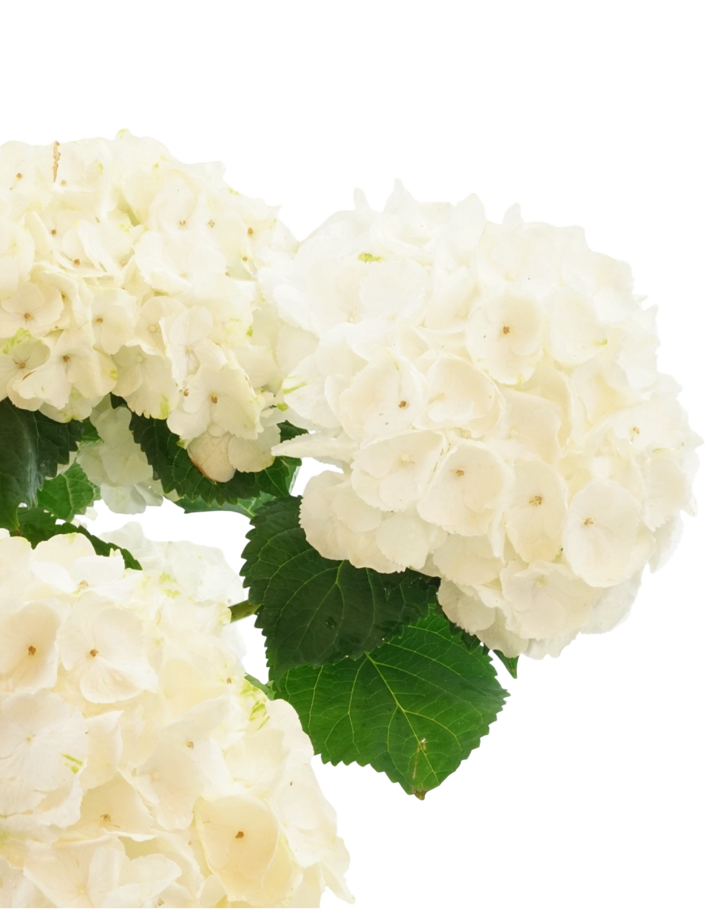 Hydrangea macrophylla assorted - Shrubs
