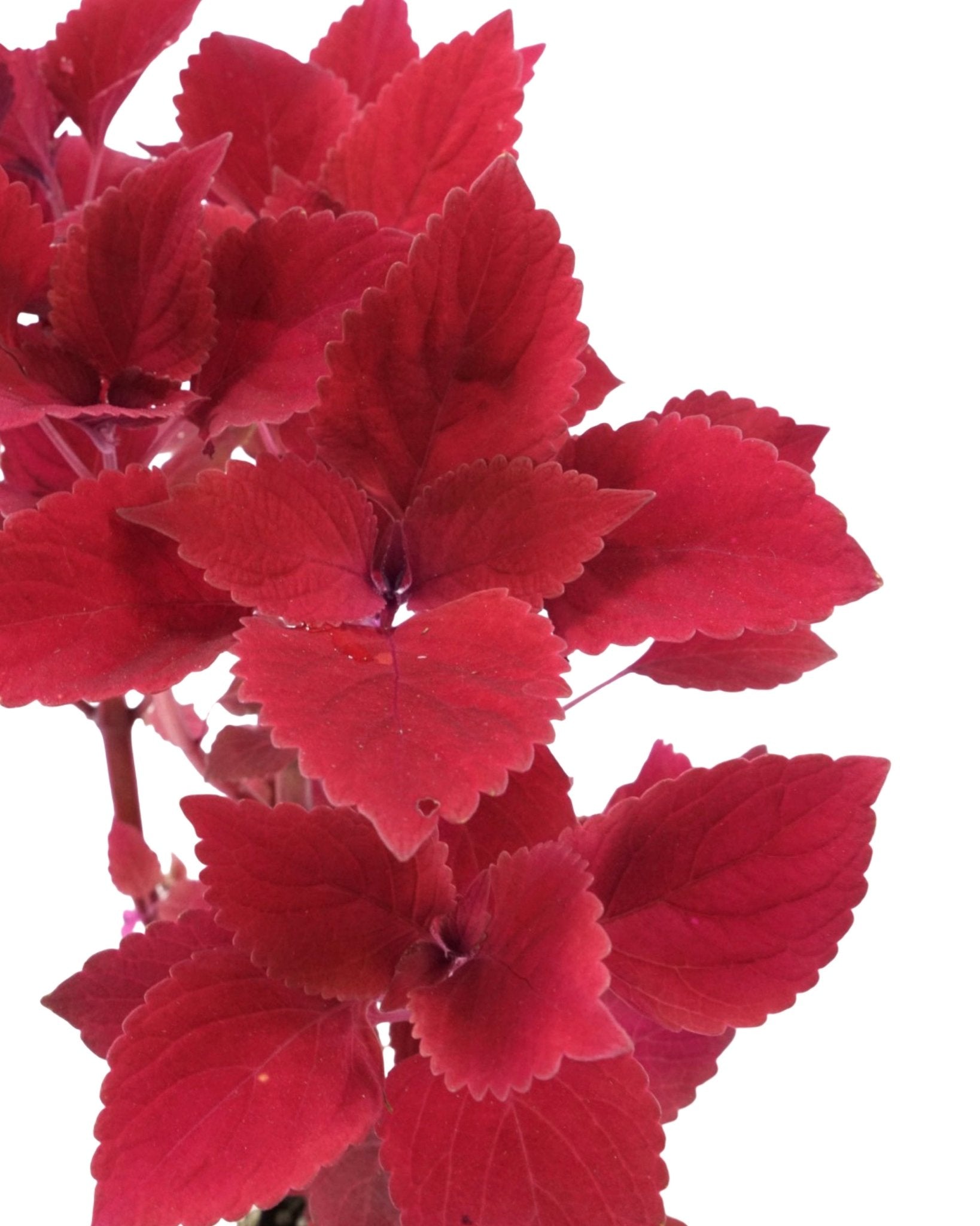 Coleus 'Redhead' 4 Inch - The Garden Corner