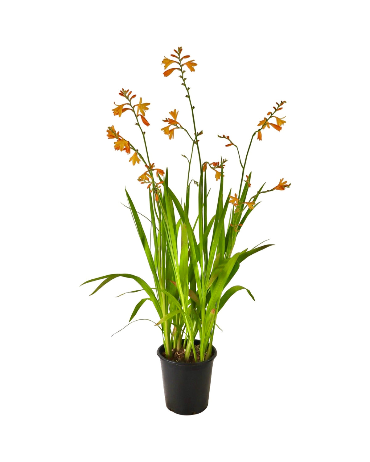 Crocosmia x crocosmiiflora 'George Davison' - Perennials