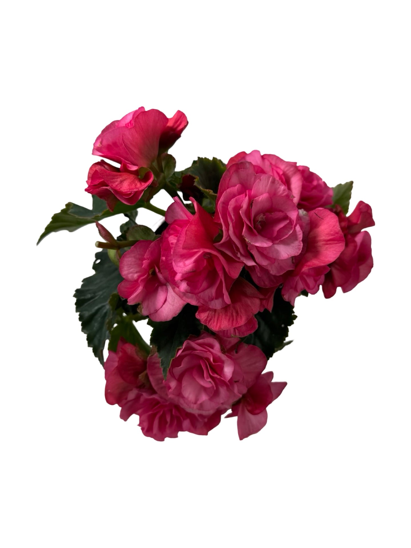 Solar Begonia Light Pink - Annuals