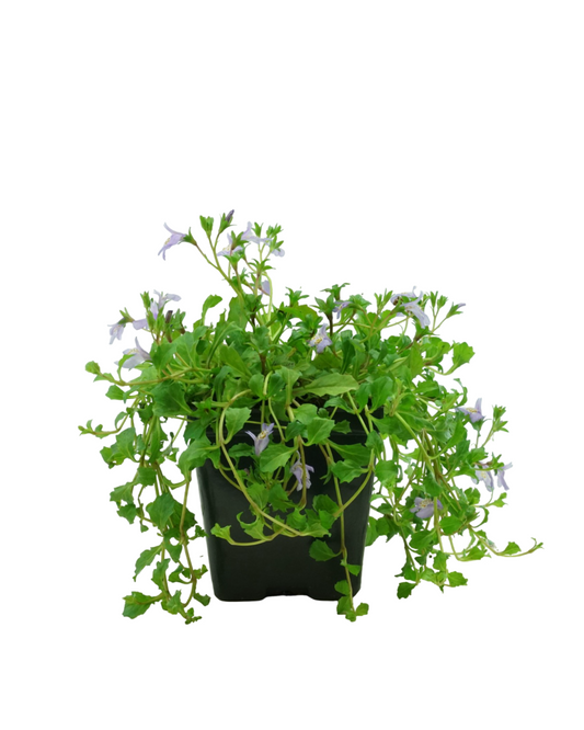 Mazus reptans