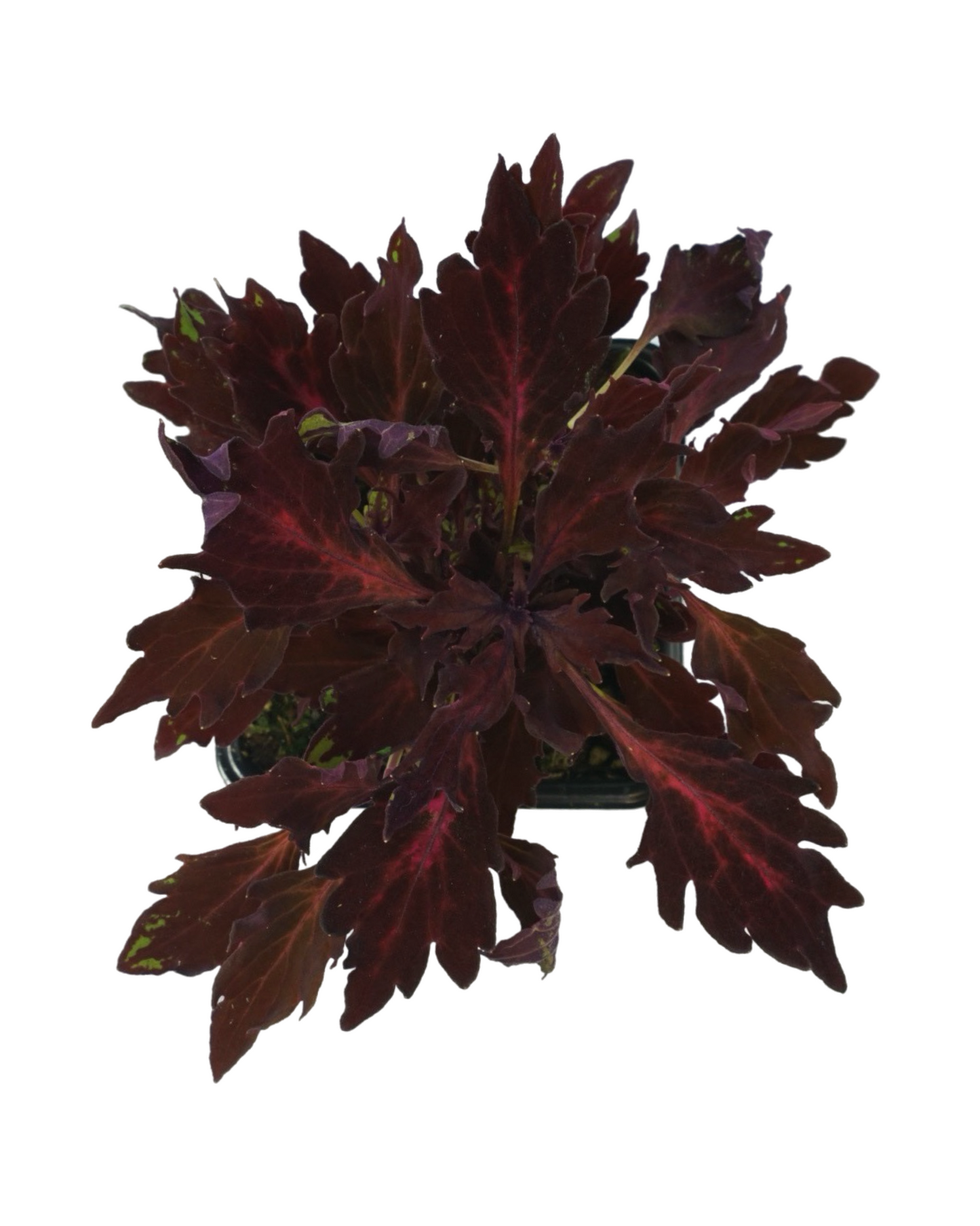 Coleus Flamethrower 'Adobo Pink'