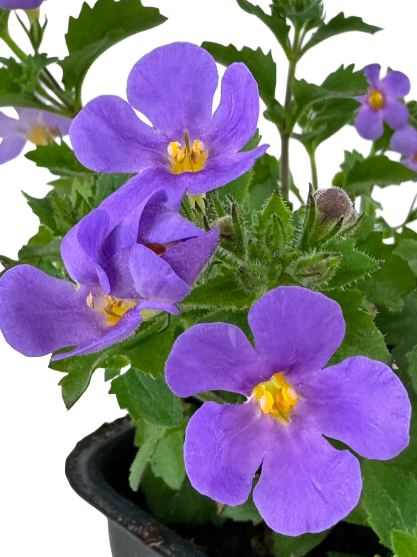 Bacopa Big Falls™ Dark Blue - Annuals