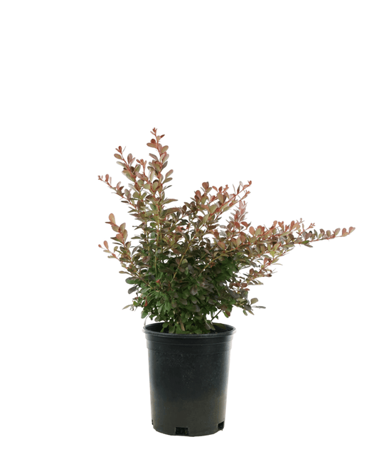 Berberis thunbergii 'Cherry Bomb'® - The Garden Corner