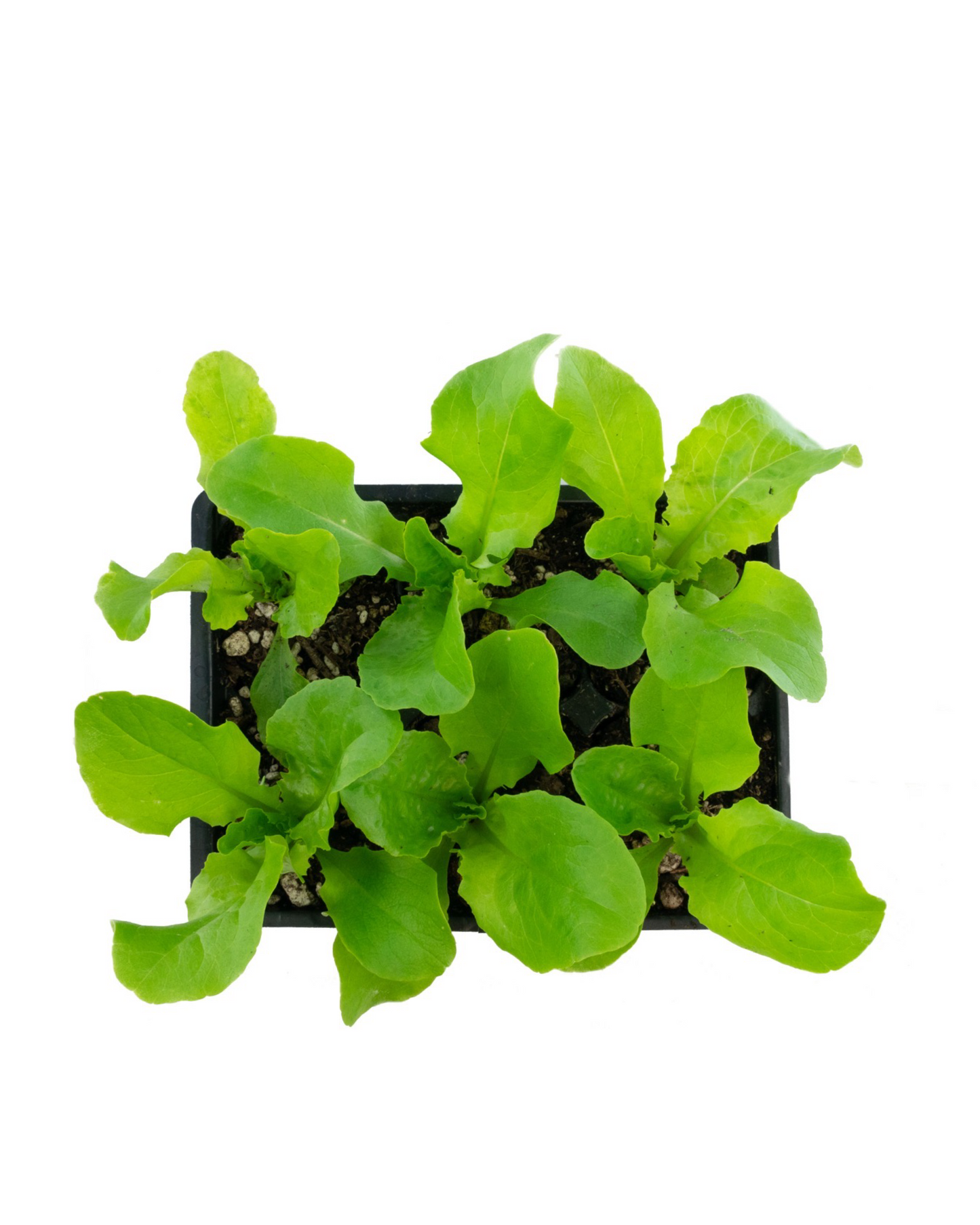 Lettuce 'Buttercrunch'
