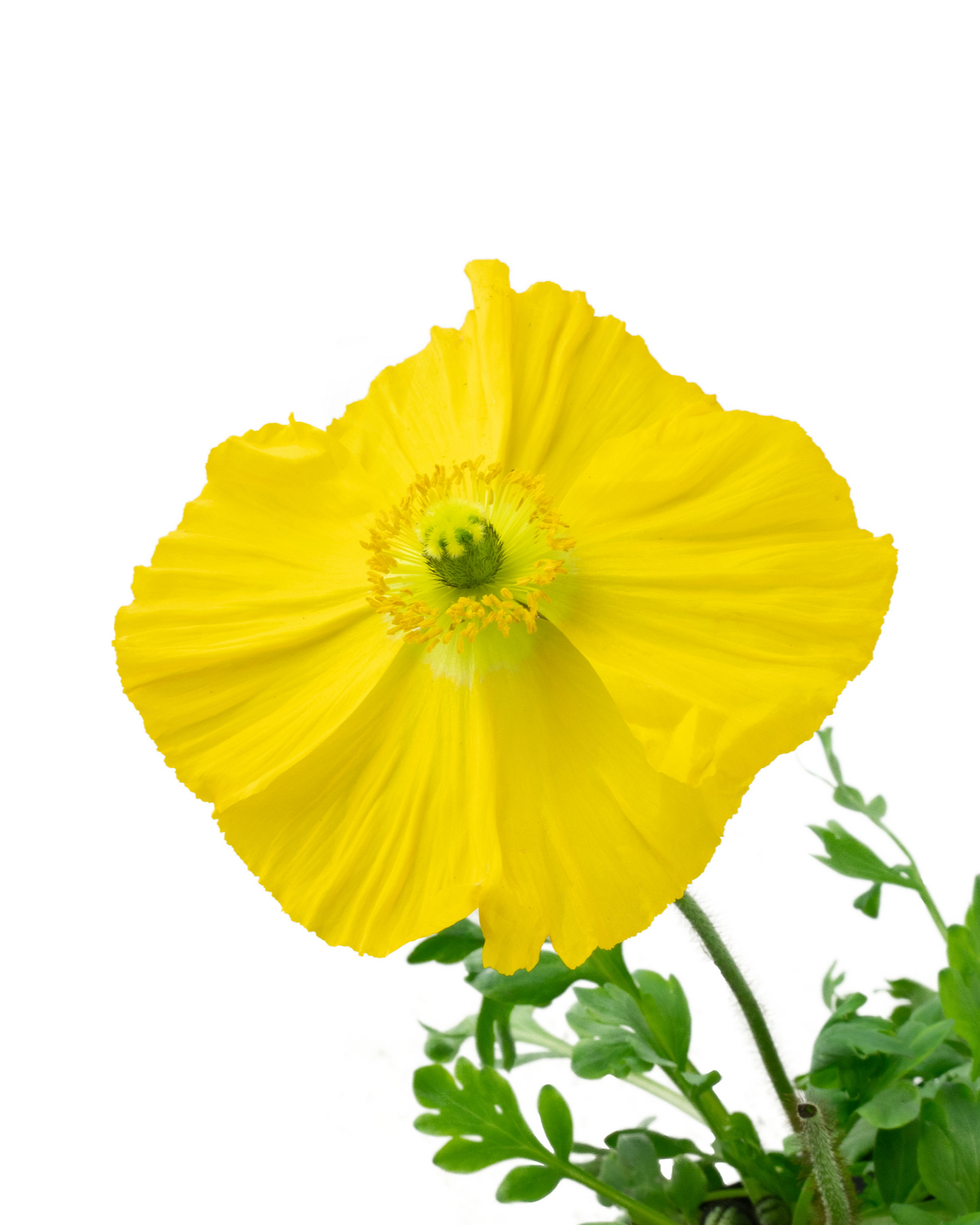 Papaver nudicaule 'Champagne Bubbles' Mix - Perennials