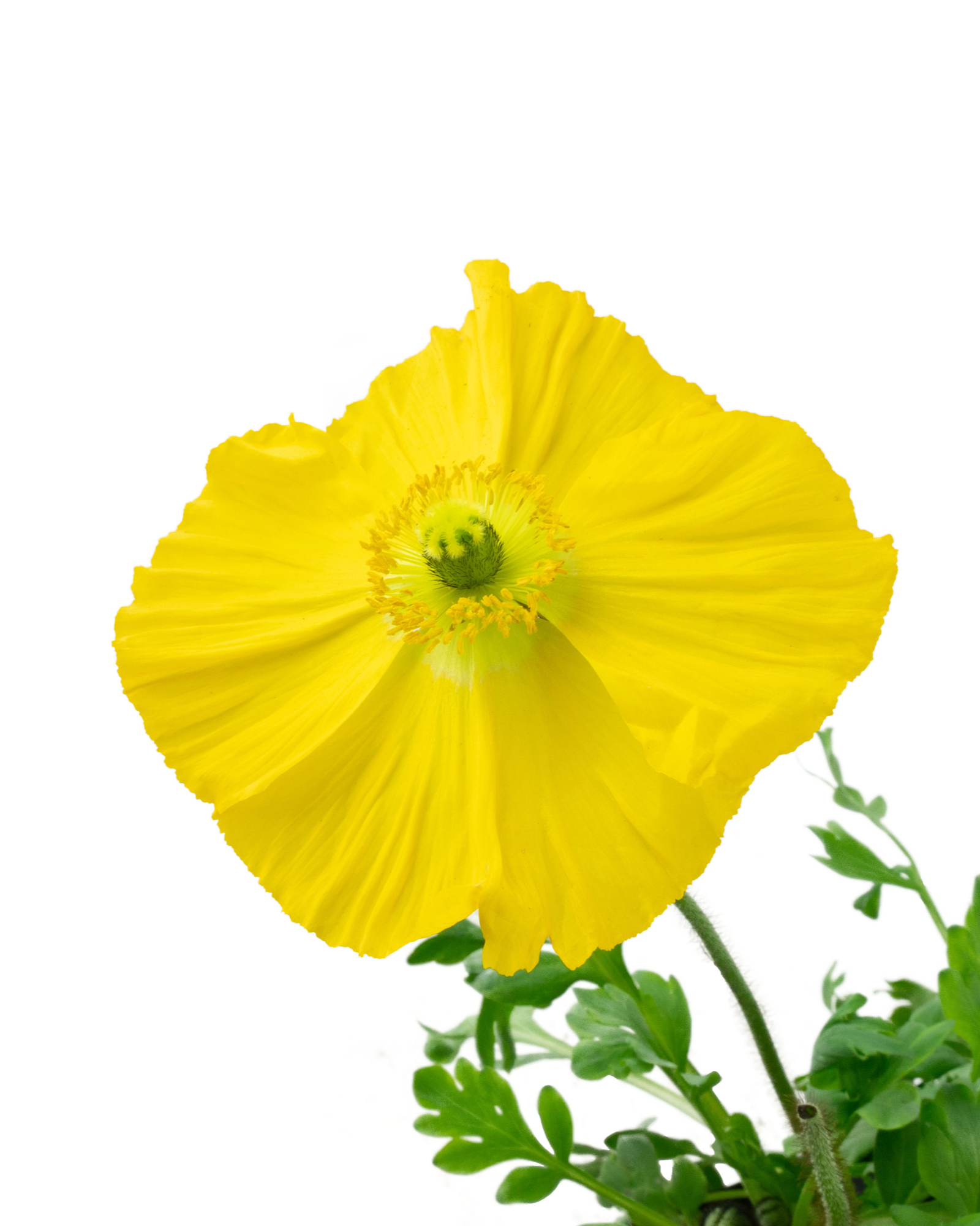 Papaver nudicaule 'Champagne Bubbles' Mix - Perennials