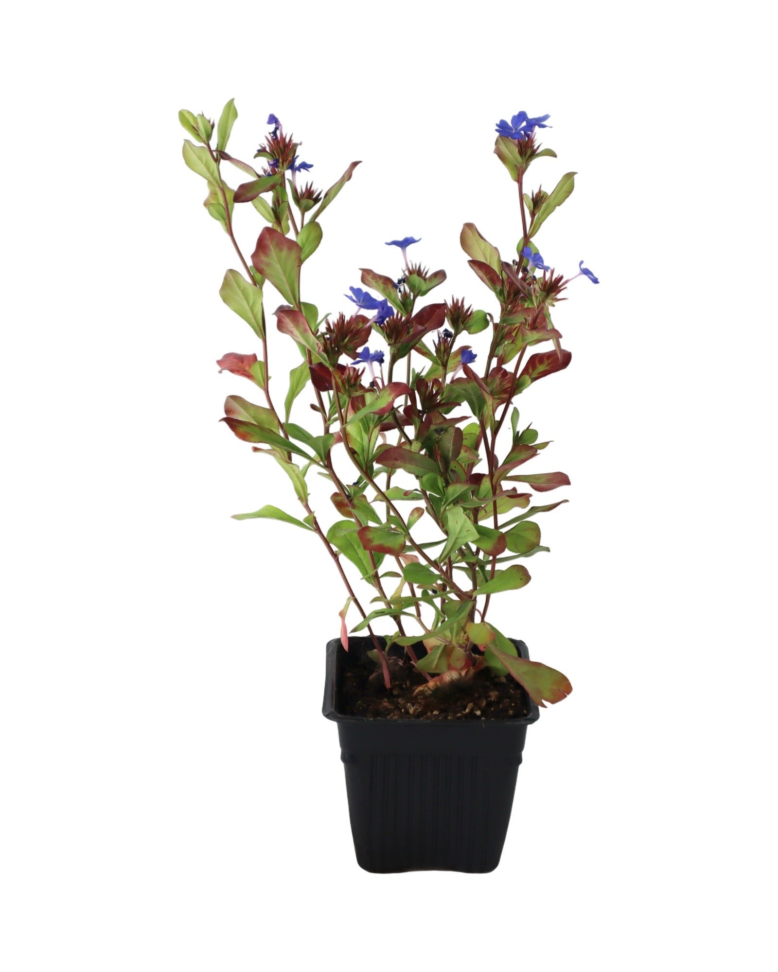 Ceratostigma plumbaginoides - Perennials