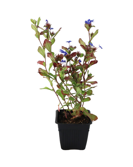 Ceratostigma plumbaginoides - Perennials