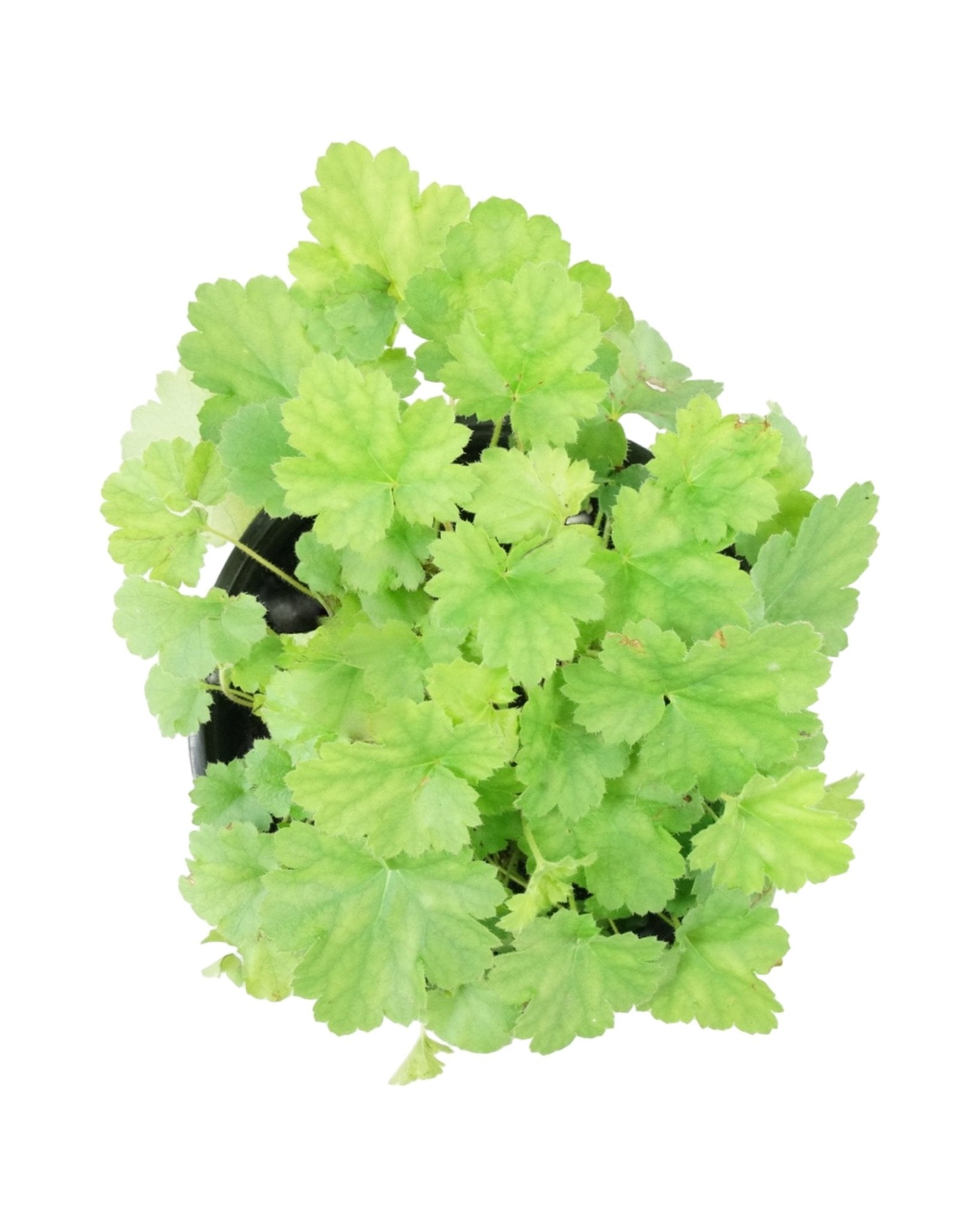 Heuchera 'Ruby Bells' - The Garden Corner