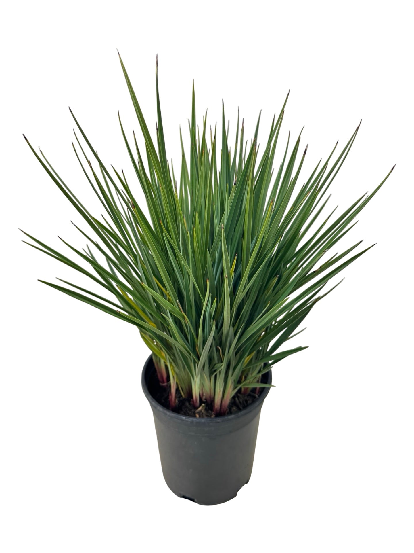 Dianella revoluta 'Little Rev' - Perennials