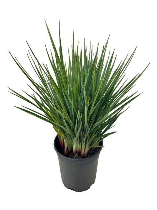 Dianella revoluta 'Little Rev' - Perennials