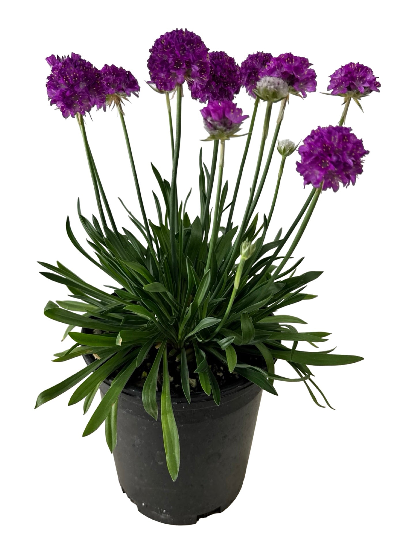 Armeria pseudarmeria 'Vivid Dreams' - Perennials