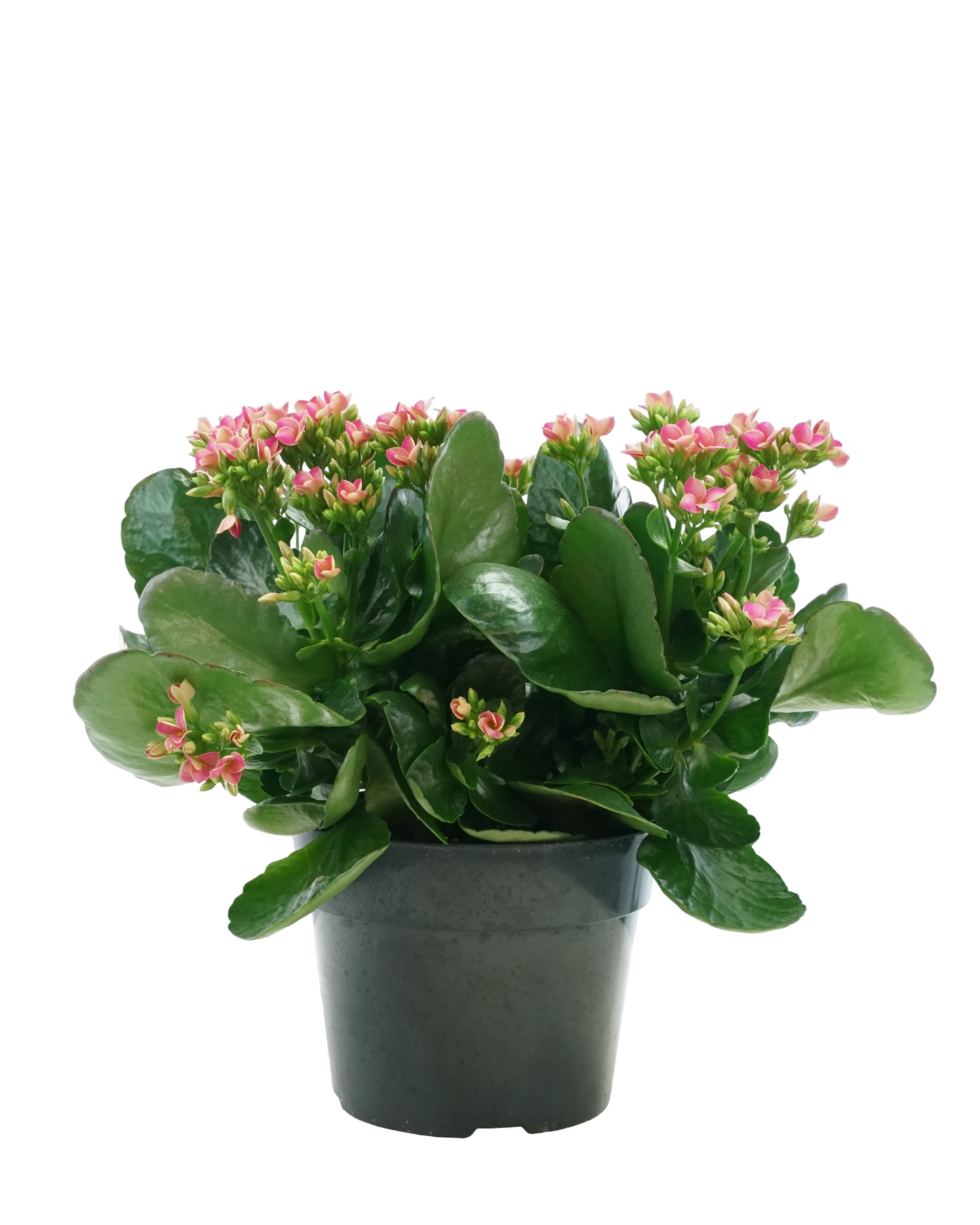 Kalanchoe Calandiva, Assorted - House Plants