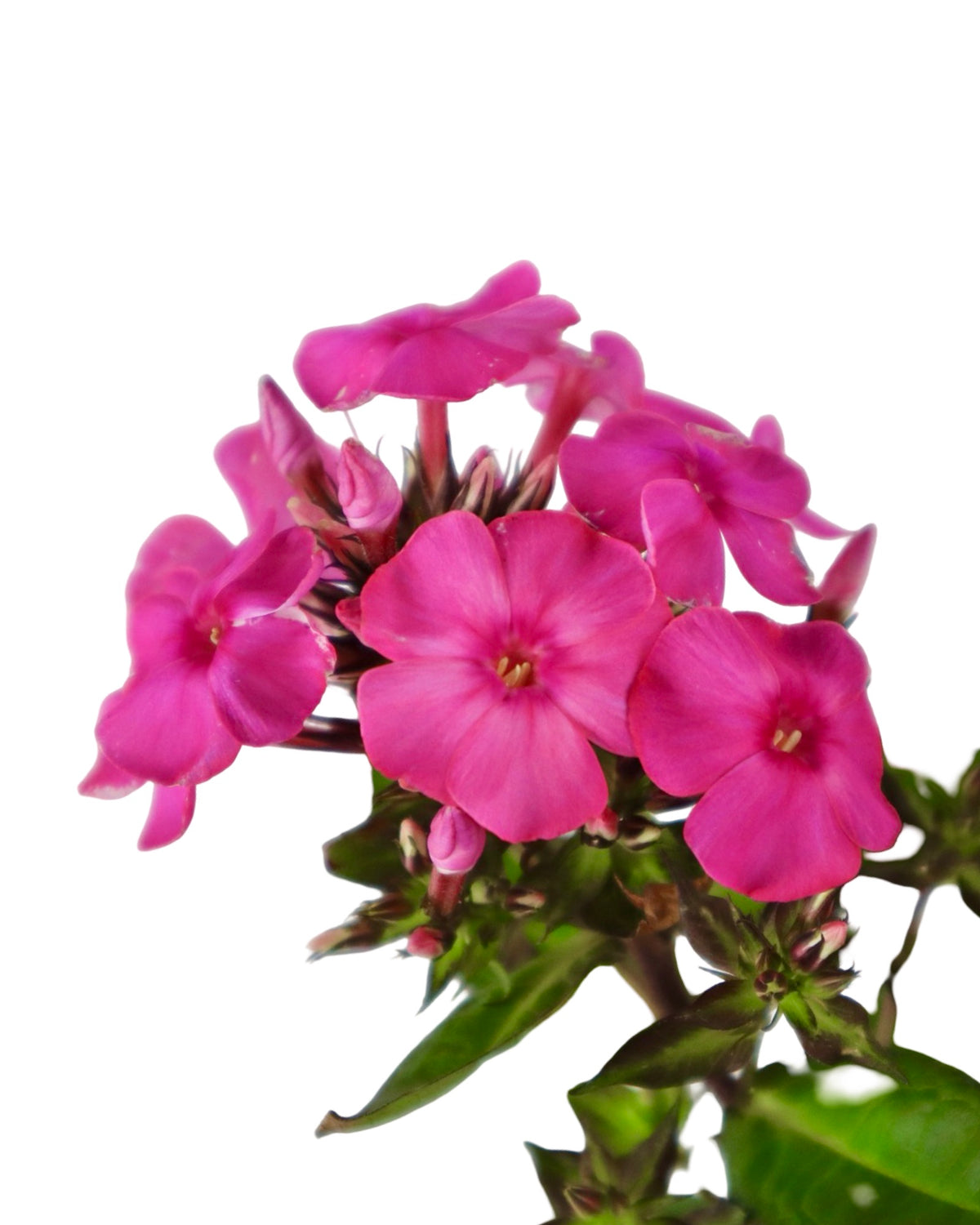 Phlox Sweet Summer™ Red - Perennials