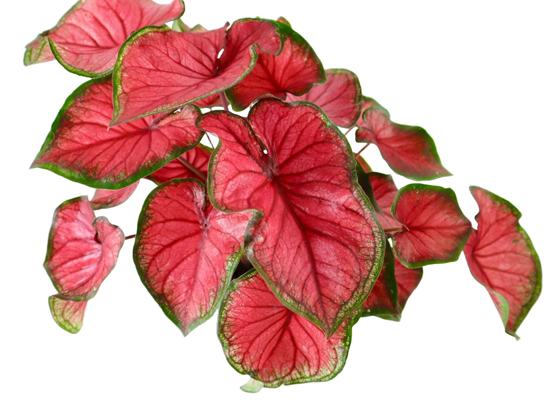 Caladium 'Red Glamour' - House Plants