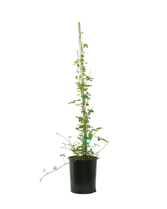 Akebia quinata - The Garden Corner