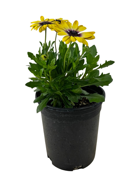 Osteospermum ecklonis 'Blue Eyed Beauty' - Annuals