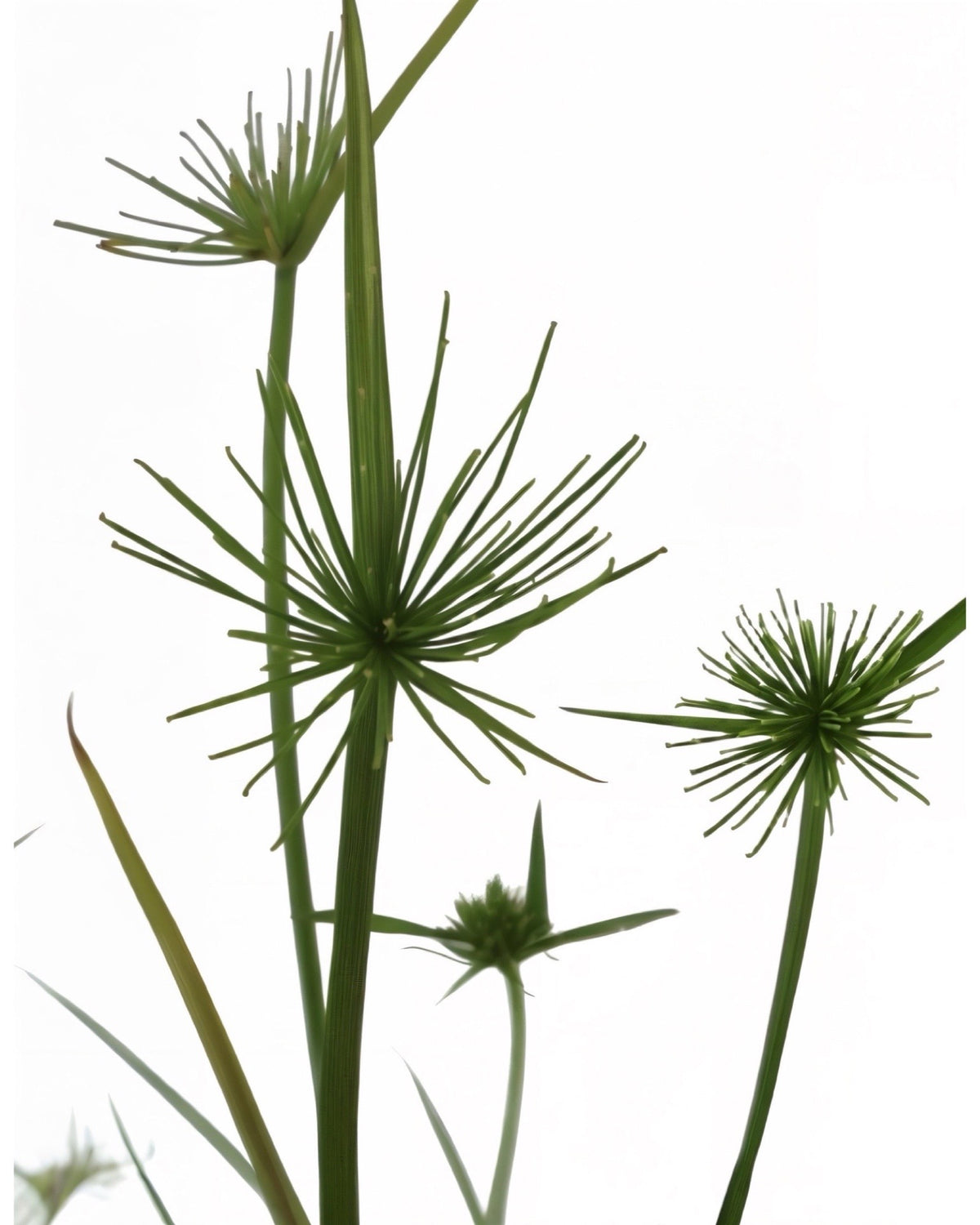 Cyperus papyrus 'Queen Tut' - Perennials