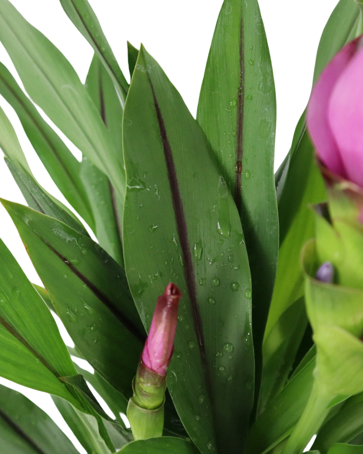 Curcuma alismatifolia - House Plants