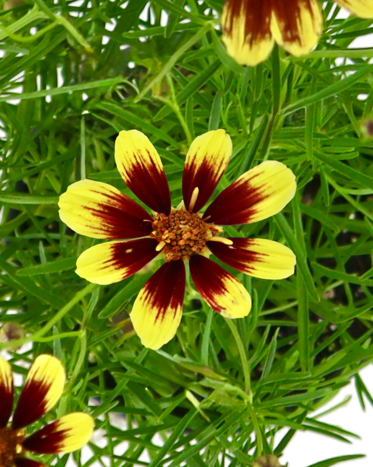 Coreopsis 'Bengal Tiger' - Perennials