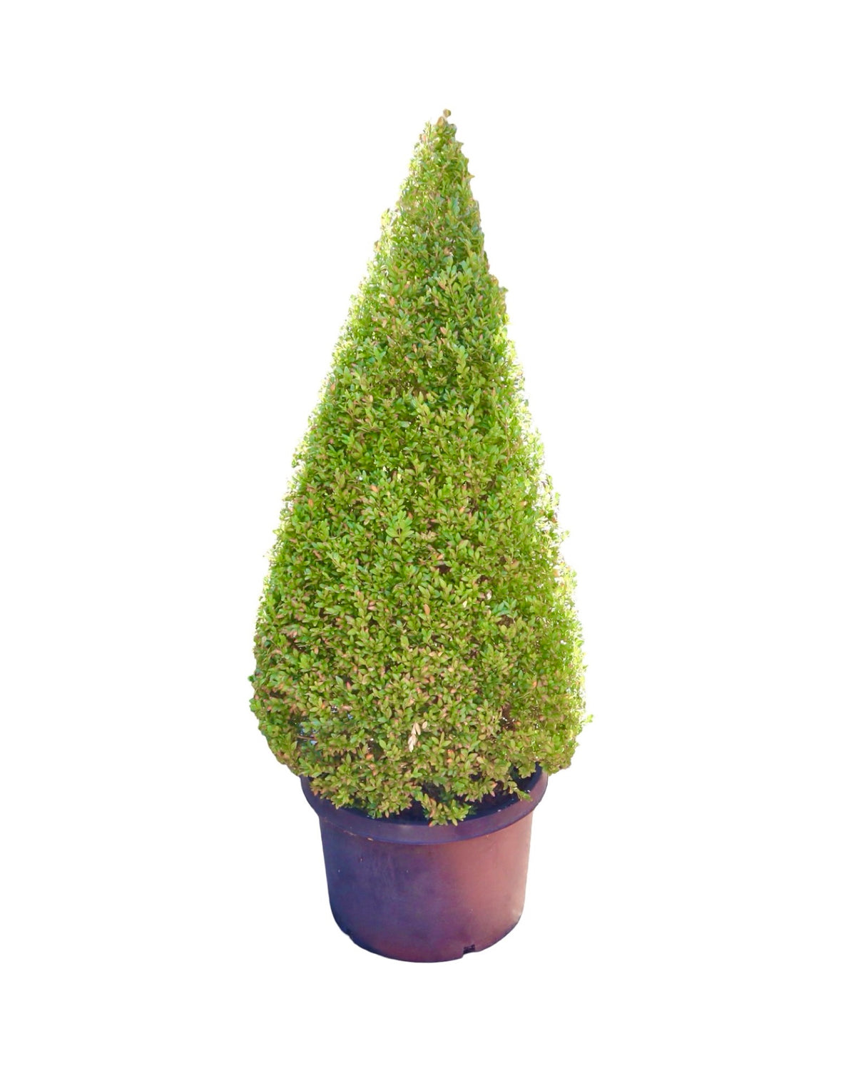 Carpinus betulus 'Fastigiata' Triangle Topiary 25 Gallon - Trees